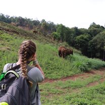 Observing elephants from a distance